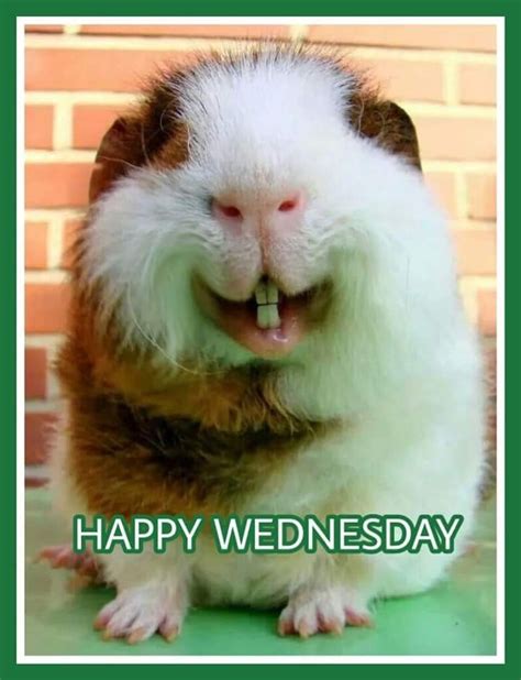Happy Wednesday Cute Good Morning Pictures Happy Wednesday Good