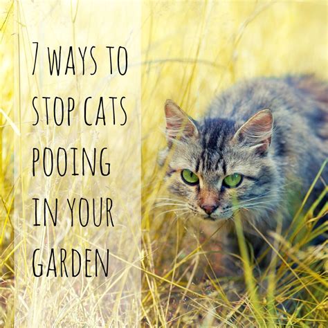 Check spelling or type a new query. 7 ways to stop cats pooing in your garden. Tips for ...