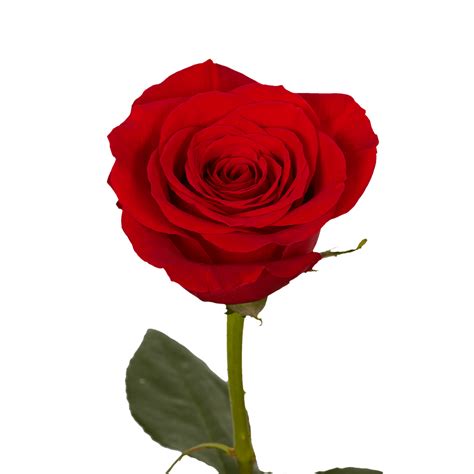 Single Rose Bouquets Free Valentine's Day Delivery | GlobalRose