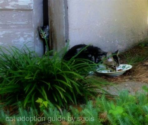 Cat Adoption Guide National Feral Cat Day