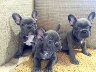 A reputable breeder will not breed or sell dogs with disqualifying colors. French Bulldog Sale Wisconsin | Hoobly.US