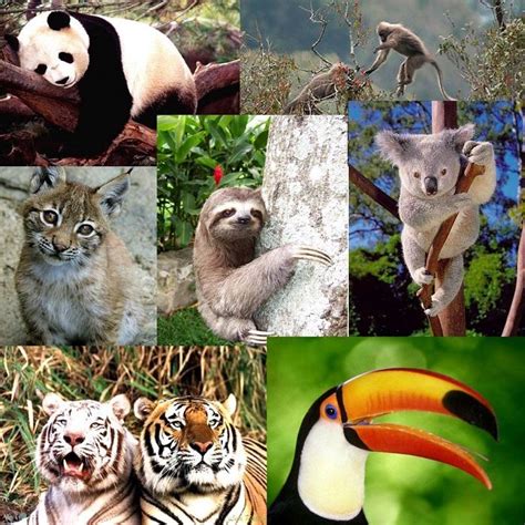 Animales Del Bosque Tropical Nombres Y Especies