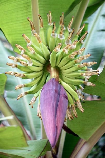 We did not find results for: Banana Tree Flower Free Stock Photo - Public Domain Pictures