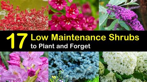 17 Low Maintenance Shrubs To Plant And Forget