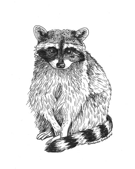Ink Illustration Of A Raccoon Pen Drawing Of A Raccoon Black Ink