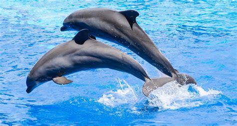 Two Grey Dolphin Jumping On Water Hd Wallpaper Wallpaper Flare