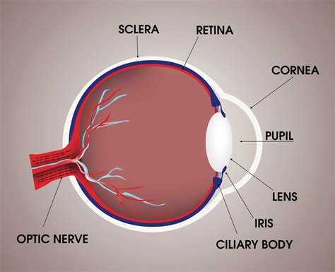 Can You Prevent Myopia