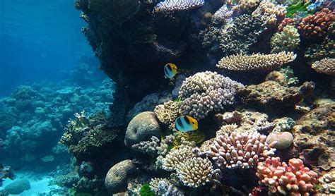 Great Barrier Reef A Hopping Hotspot Australian Geographic