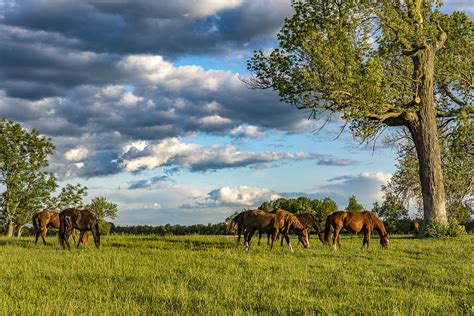 Horse Farm Sees Success From Pasture Renovations Plant And Soil Sciences