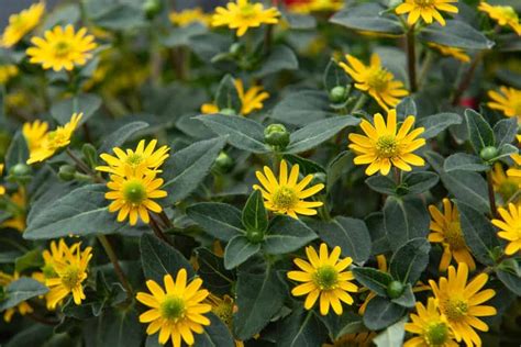 1.3 funeral floral here is a description of the most common types of funeral bouquets, their uses, and what they. 6 Different Types of Sanvitalia Flowers