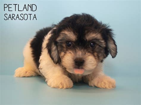 Your pet's home away from home. Havachon-DOG-Male-TRI-2700037-Petland Sarasota