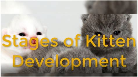 Stages Of Kitten Development Newborn Kitten Growth Youtube