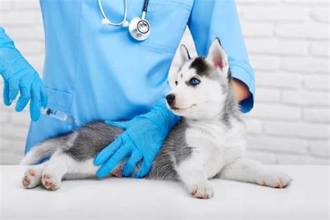 Allergy Shots For Dogs Does Your Pup Need Them Great Pet Care