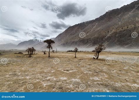 A Tree In The Middle Of The Deserthunder Sand Dunes Of Nubra Valley