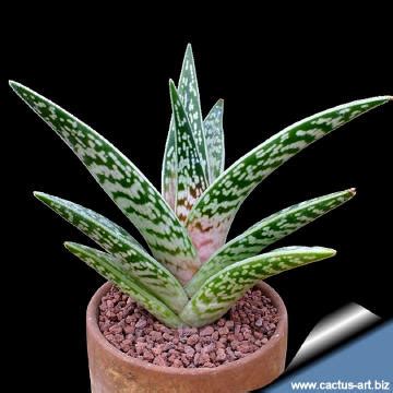 The large cacti have a small surface area to volume ratio, which decreases the evaporation of water from the plant's surface. Alöe variegata