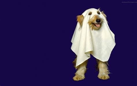 Ghost Dog Halloween Animals Animal Wallpaper Ghost Dog