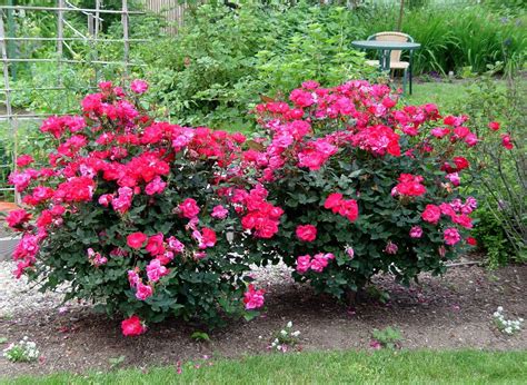 There often is one main flowering period during the growing season, sometimes with a second smaller flush of blooms in early fall. How to care for roses - Wilson Rose Garden