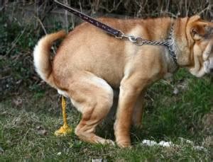 I also recommend giving food warm due to the weakened. How to Treat Diarrhea in Dogs | AetaPet.com