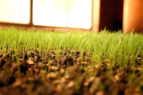 Determining how much to water the lawn, how often to water, and how long to water are questions you can answer only when you take into account your soil, grass species, and weather. How to Water Grass Seed After an Aeration and Seeding