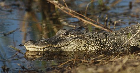 Alligator Bites Off Swimmers Arm