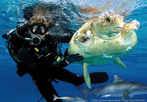 With A Degree In Marine Biology You Can Find Yourself Working With
