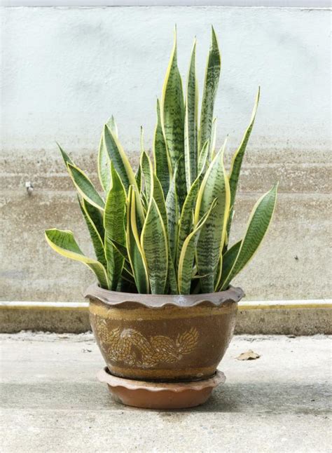 Overwatering is more likely than underwatering with color changes. How to Take Care of a Snake Plant - 8 steps