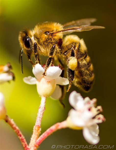 Apis Mellifera Honey Bee Balancing On Top Of Flower Photorasa Free Hd Photos In 2020 Bee
