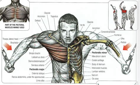 Chest Muscles Simplifiedthe Myth Of Lower Chest And Upper Chest