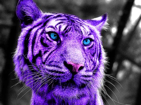 Purple Tiger By Shammycetol On Deviantart