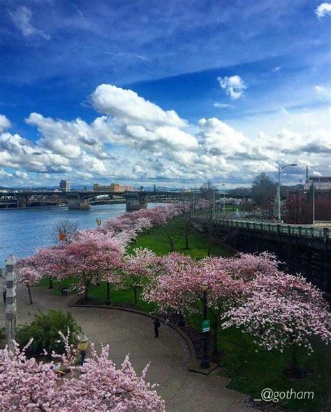 Cherry Blossoms Portland Portland Travel Oregon Travel Portlandia