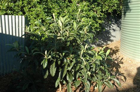 This beautiful evergreen produces an abundance of edible fruits and is cold hardy as well as. Loquat Bessell Brown Tree - Eriobotrya japonica
