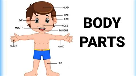 Body Parts Name With Picture For Kids