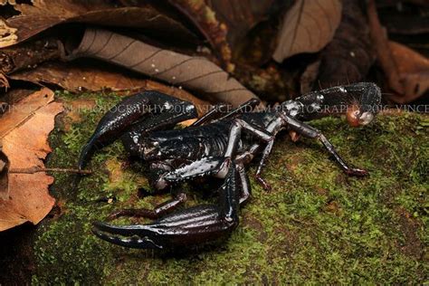 Img6848 1w Giant Forest Scorpion Heterometrus Spinifer Flickr