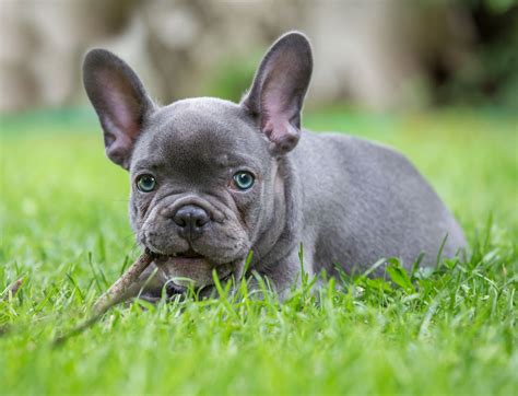 Kısa tüylü olduğundan dolayı haftada 1 kez taranması yeterlidir. Blue Frenchies - All about Blue French Bulldogs | Pets4Homes