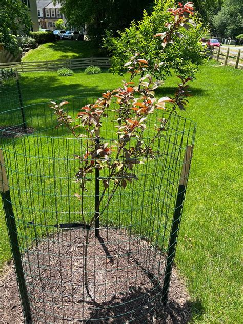 Hollywood Plum Trees For Sale