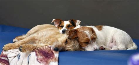 On The Couch At Home Lies A Couple Of Cuddly Dogs Jack Russell Terrier