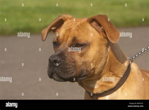 Pitbull Dog Hi Res Stock Photography And Images Alamy