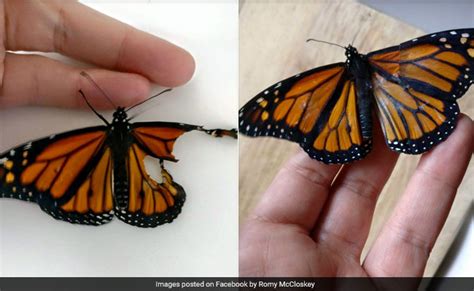 Costume Designer Used Her Skills Fixes Butterflys Wings To Save His