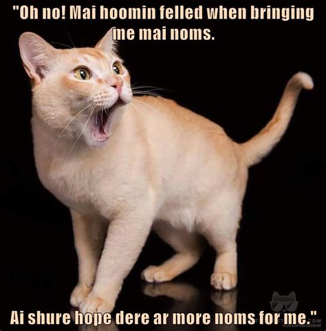 Oh No Lolcats Lol Cat Memes Funny Cats Funny Cat Pictures With Words On Them Funny