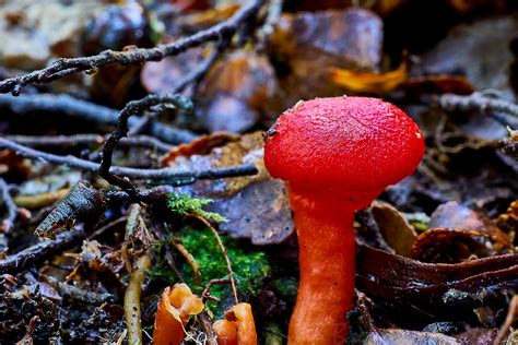 Red Fungi 1 Tassietravels