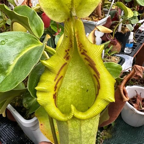18 Types Of Pitcher Plants Photos Included