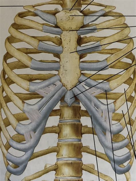 Parts Of The Sternum Diagram Quizlet