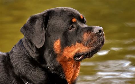 V yago terrae lupiae stud stud dog. Rottweiler Wallpaper HD - LovelyTab