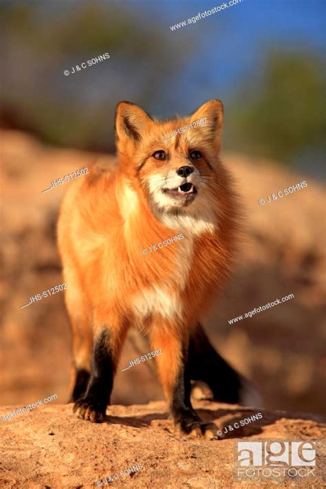 Red Fox Vulpes Vulpes Monument Valley Utah Usa Adult Alert Stock
