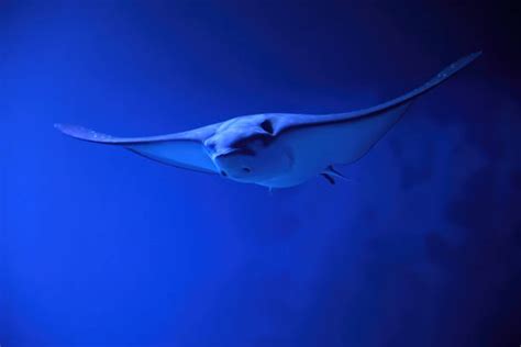Stingray Isolated Stock Photos Pictures And Royalty Free Images Istock