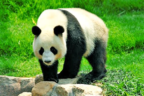 Live Streaming Webcams Animals And Wildlife China Asia