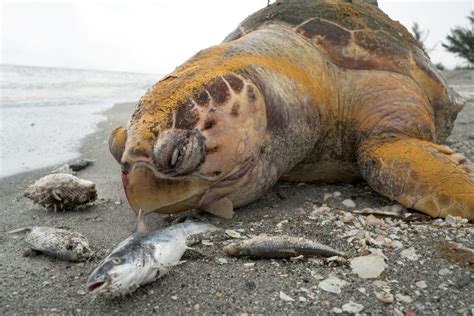 Shocking Images Show Corpses Of Sea Turtles Dolphins And Manatees Killed By Pollution Caused Red