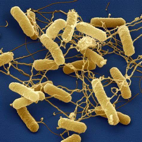 Salmonella is 1 of 4 key global causes of diarrhoeal diseases. How good gut bacteria wrest control from the bad | Cosmos