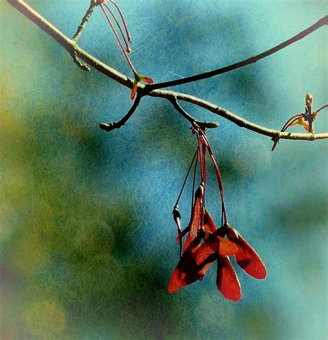 A small tree, the trident maple usually grows only to 20 ft. Maple Tree Seeds - a photo on Flickriver