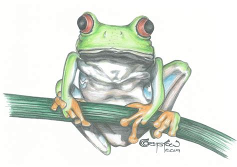Tree Frog Pencil Drawing By Cc Crystow Frog Treefrog Greenfrog
